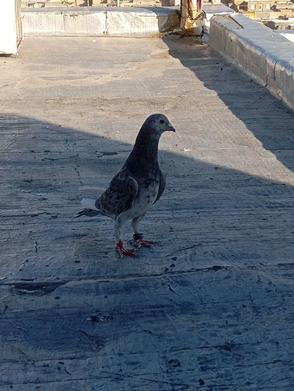 کبوتر|پرنده|سنندج, |دیوار