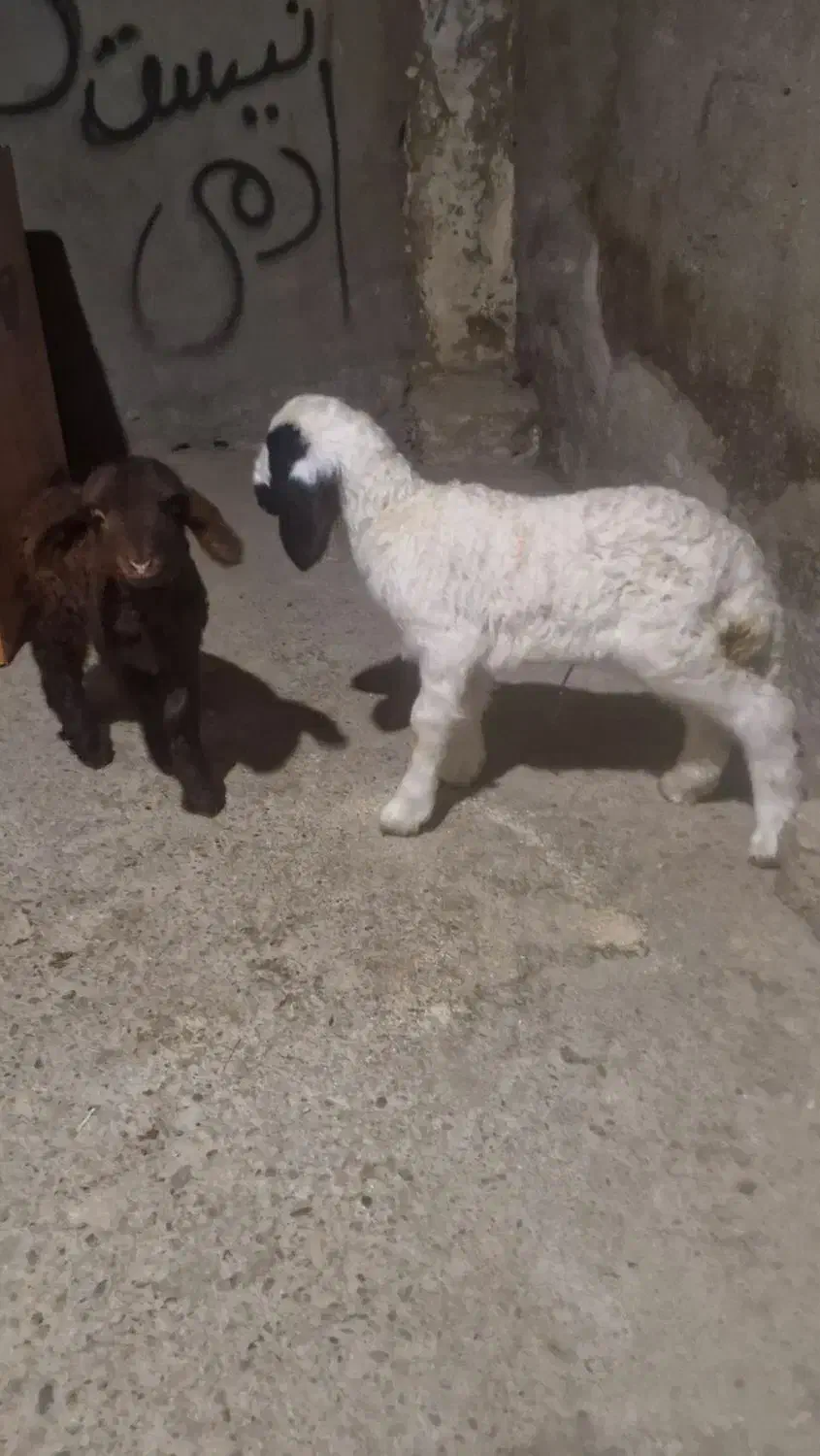 بره شیری در رستم ااباد  کنگاور نر۶و۵۰۰وماده ۶توم|حیوانات مزرعه|کنگاور, |دیوار