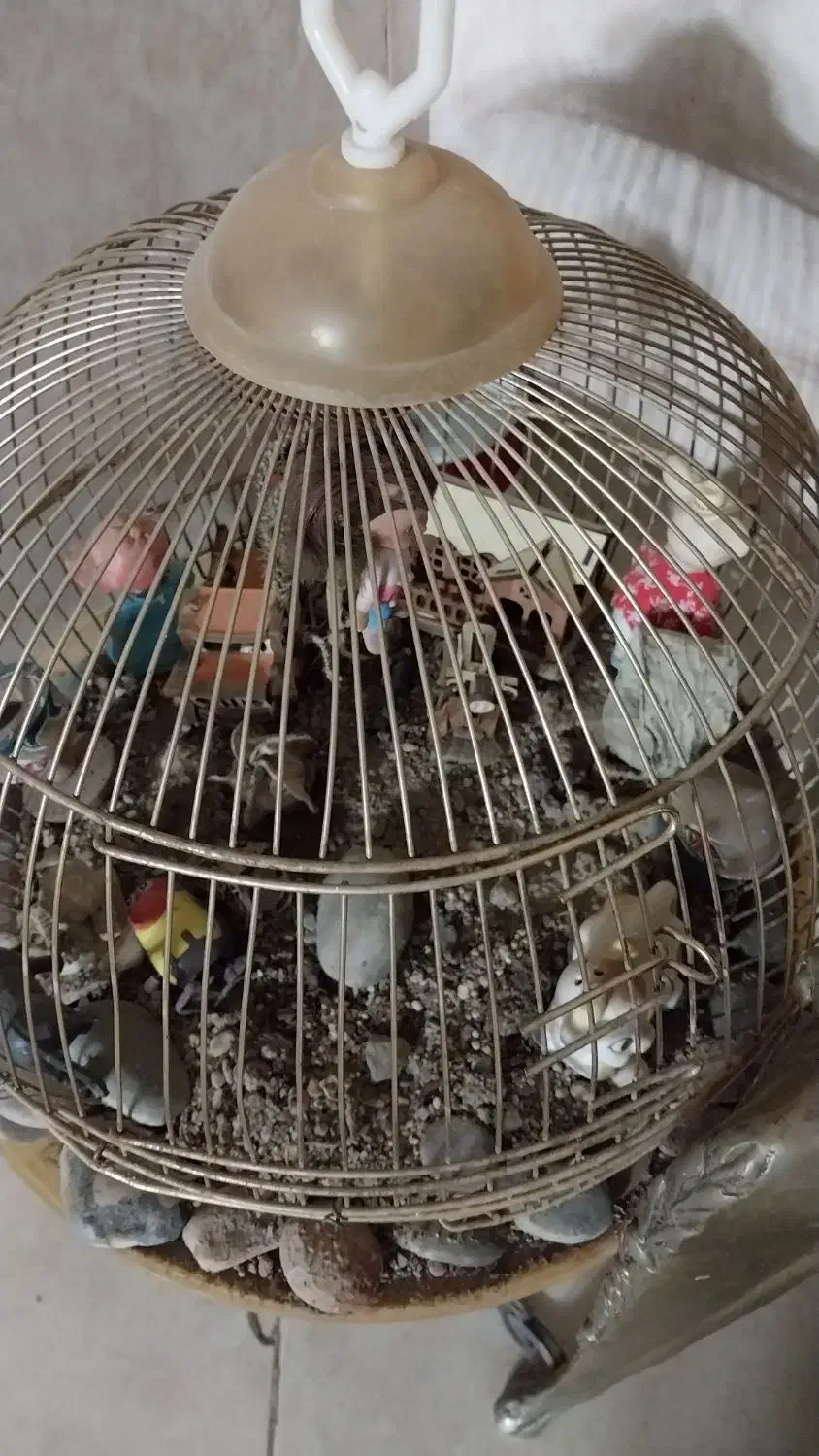 دکوری و تزیینی|لوازم جانبی حیوانات|پاکدشت, پاکدشت (مامازند)|دیوار