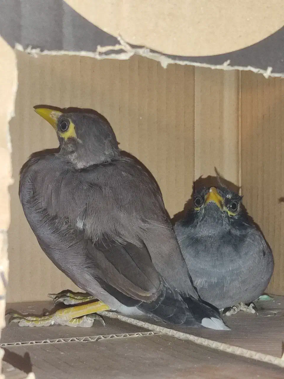 جوجه مرغ مینا|پرنده|تهران, سعادتآباد|دیوار