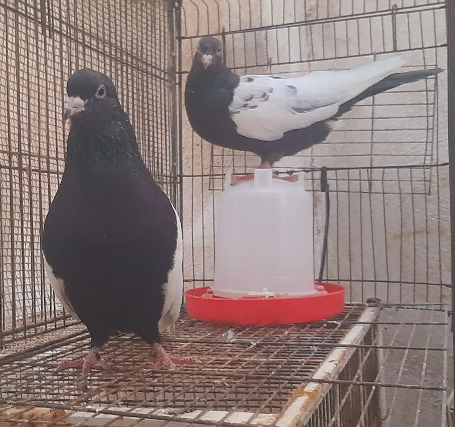 سینه سیاه نوک سفید سینه آبی سینه سرور|پرنده|شیراز, زرهی|دیوار