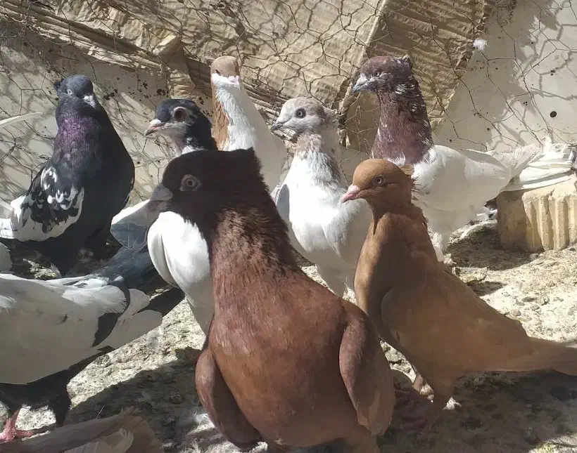 دسته کبوتر بهبهانی و شهری|پرنده|شیراز, نصر|دیوار