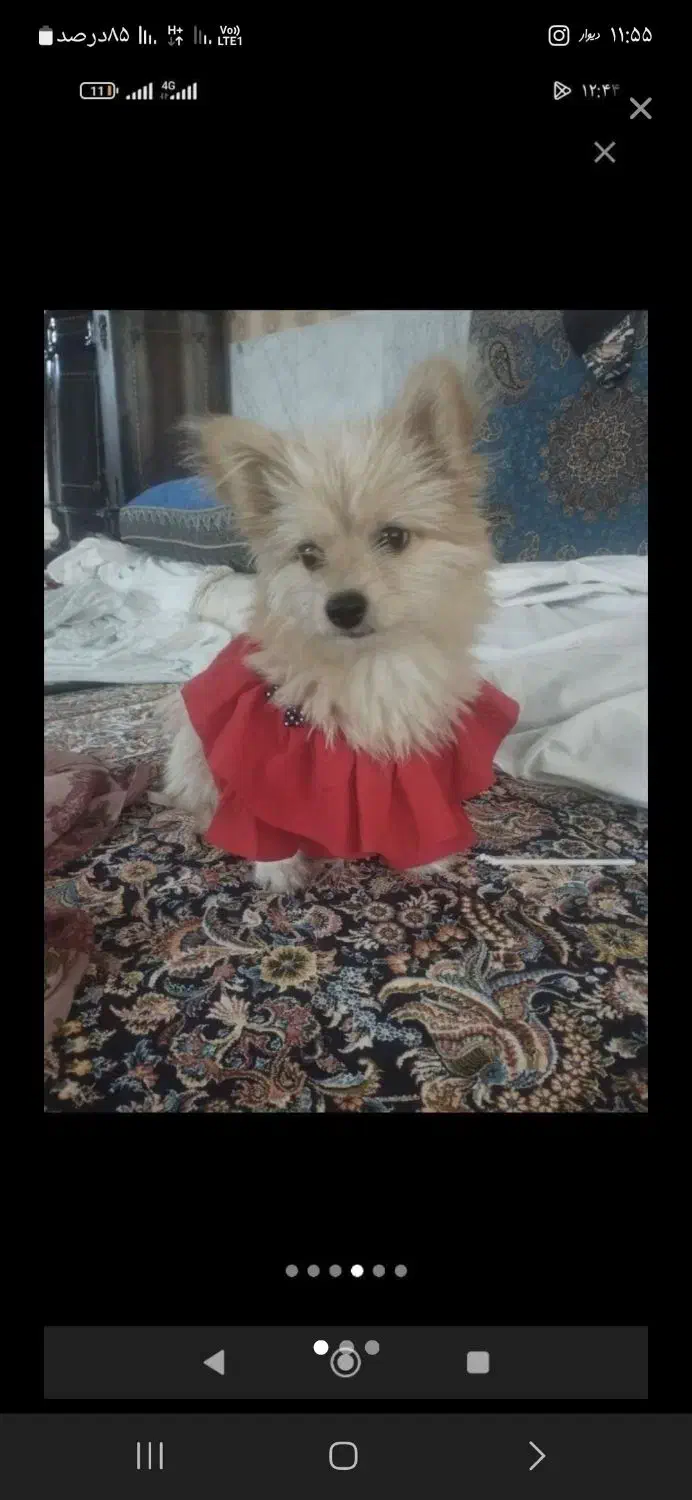 سگ پامر|سگ|رفسنجان, |دیوار