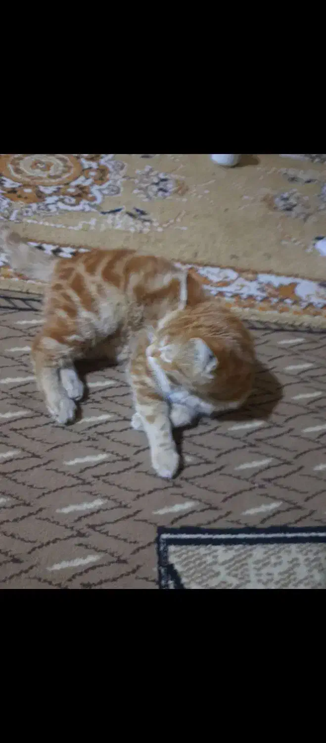 گربه بنام انور|گربه|حمیدیه, |دیوار