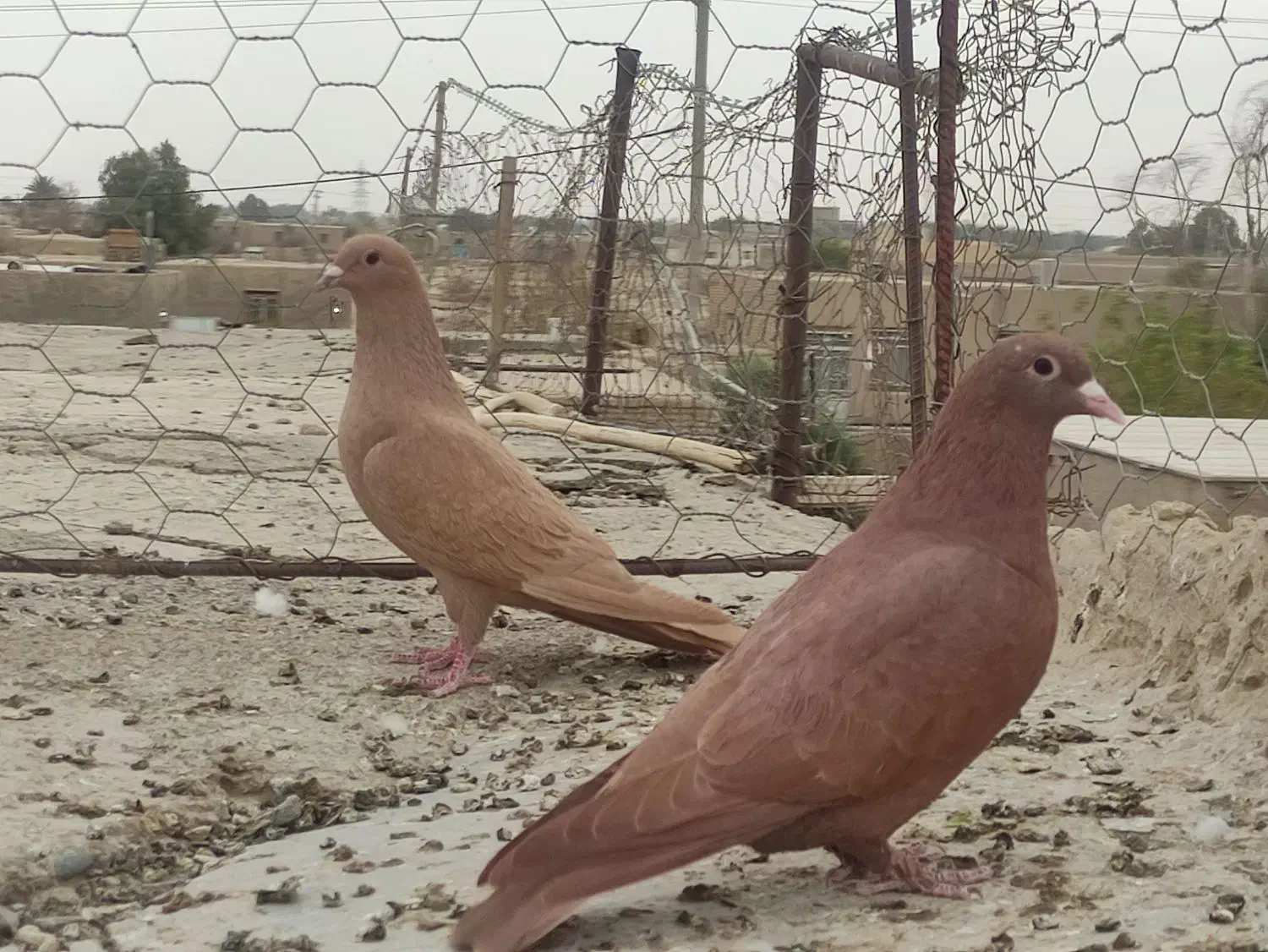 نر وماده زرد وسرخ کرمانی باماده زاغ کرمانی|پرنده|جزنیک, |دیوار