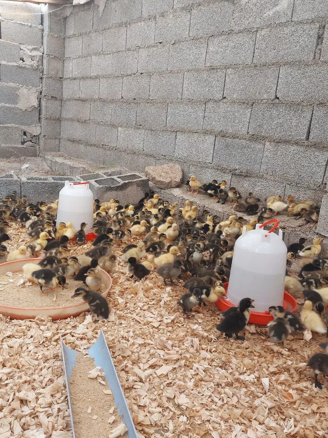 جوجه اردک محلی|حیوانات مزرعه|رشت, حومه رشت|دیوار