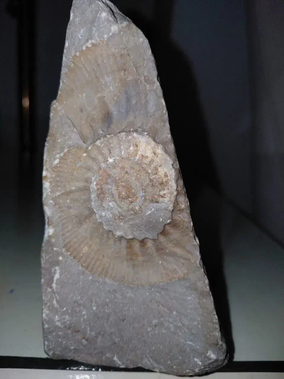 سنگ فسیلی|کلکسیون اشیاء عتیقه|چهاردانگه (تهران), |دیوار