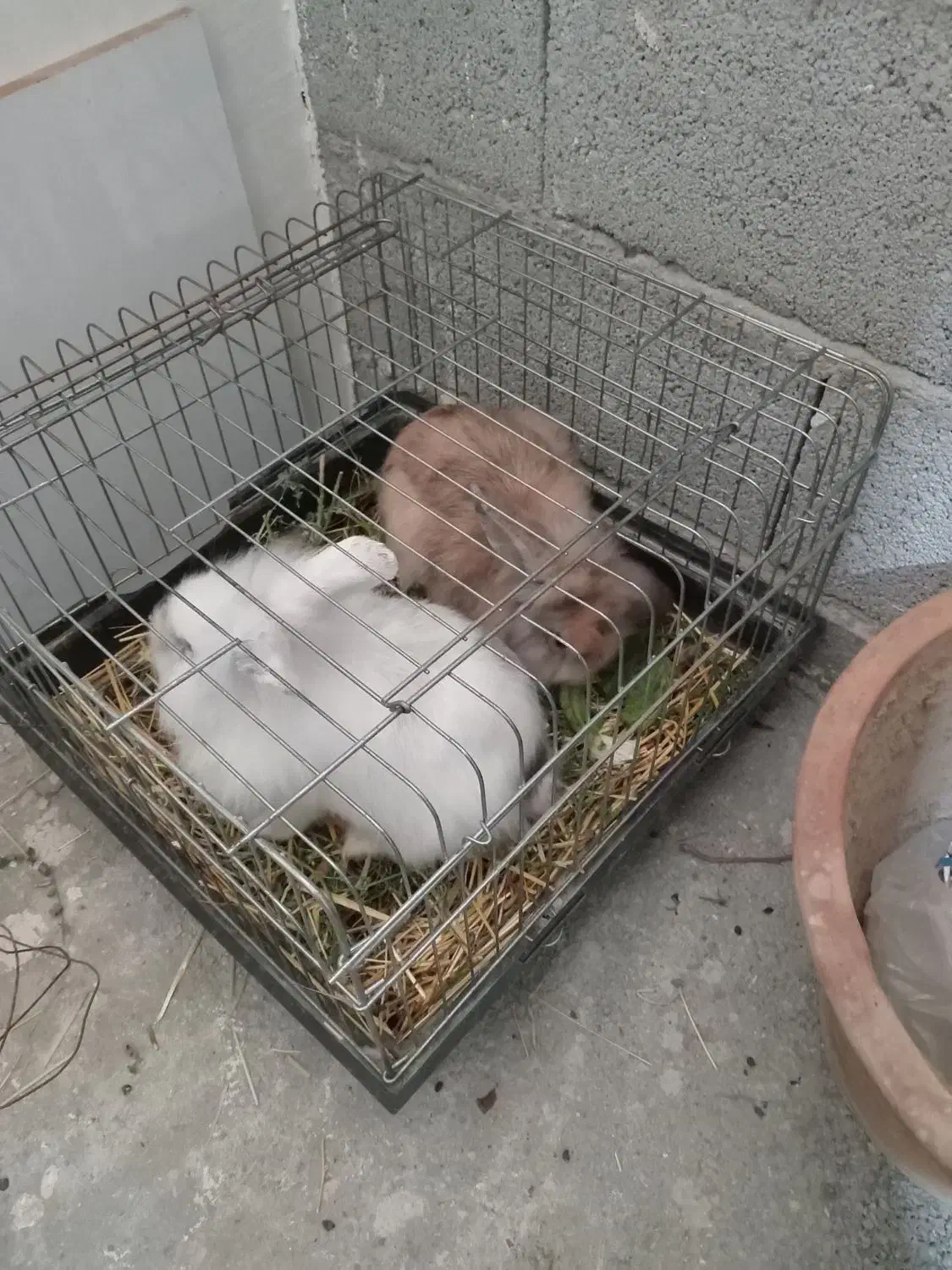 خرگوش لپی|موش و خرگوش|ارومیه, |دیوار