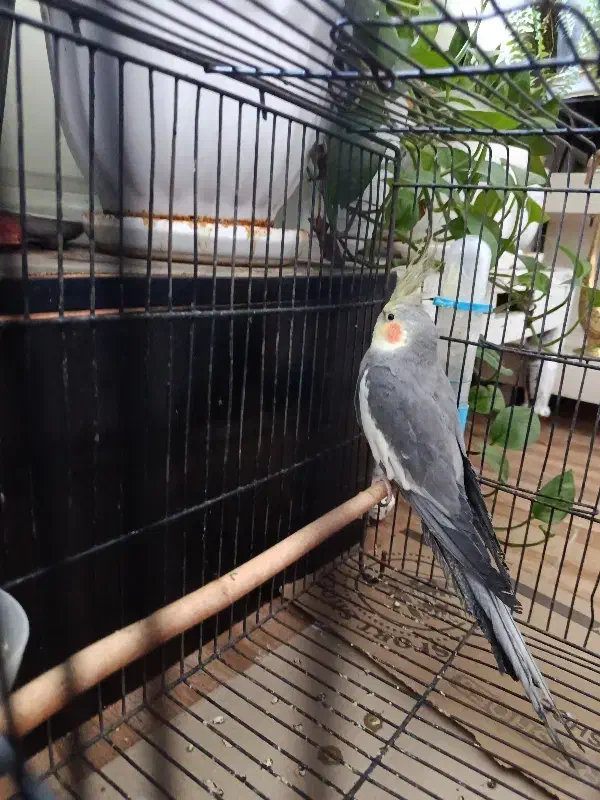 عروس هلندی نر|پرنده|محمدشهر, محمدشهر|دیوار