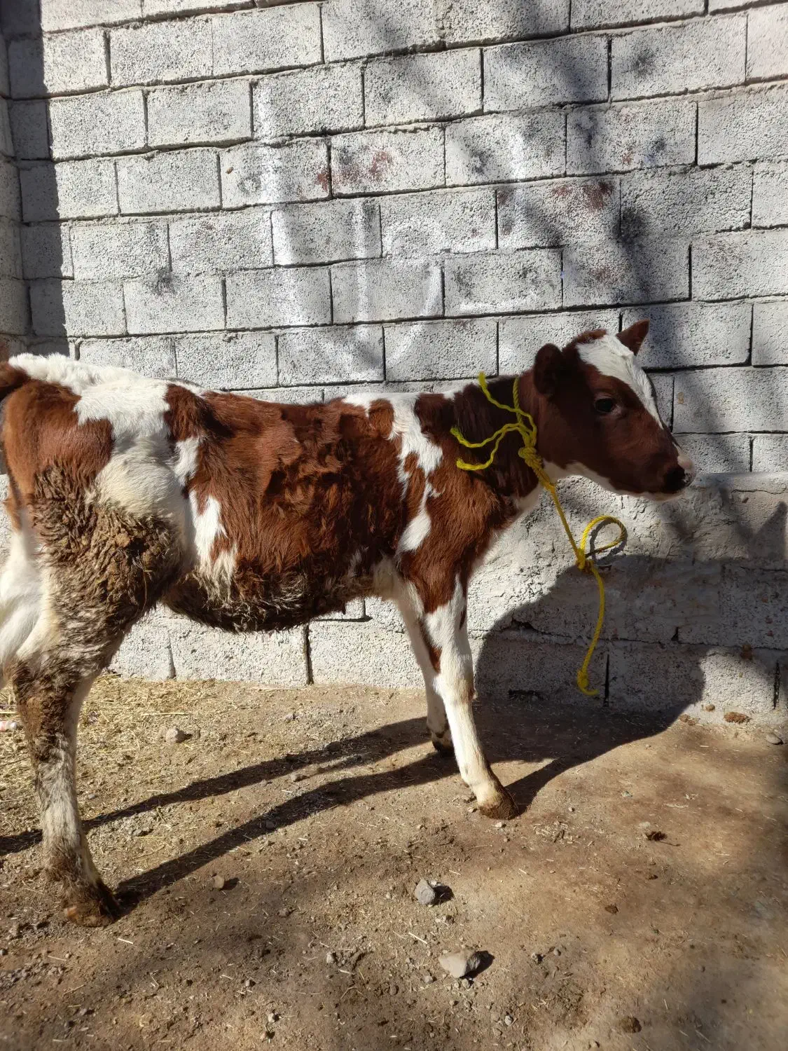 گاوشیری|حیوانات مزرعه|مشگین شهر, |دیوار