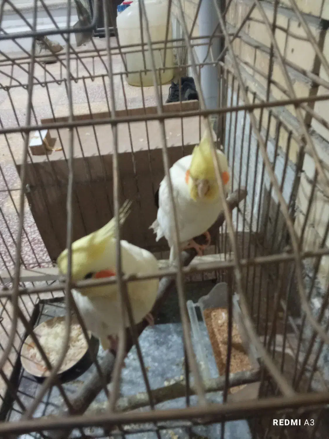 جفت طوطی عروس|پرنده|بهبهان, |دیوار