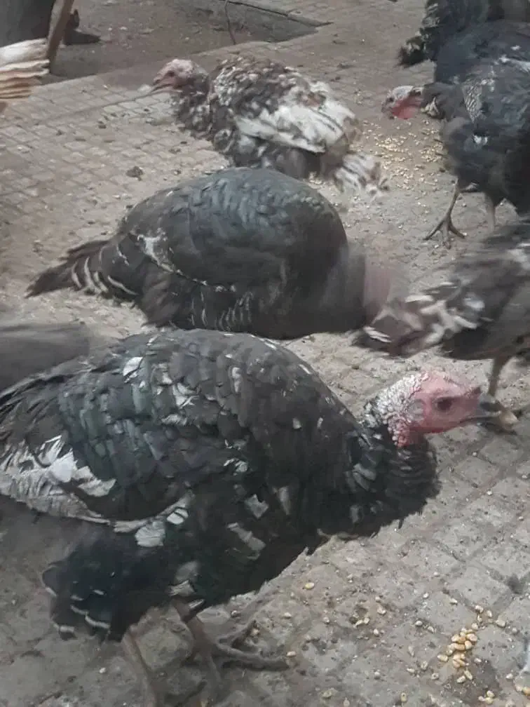 بوقلمون ارگانیک|حیوانات مزرعه|اهر, |دیوار