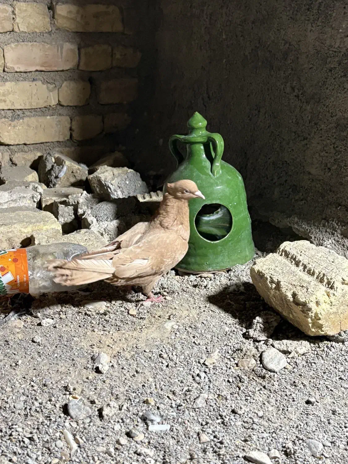 کبوتر زرد|پرنده|پاسارگاد, |دیوار