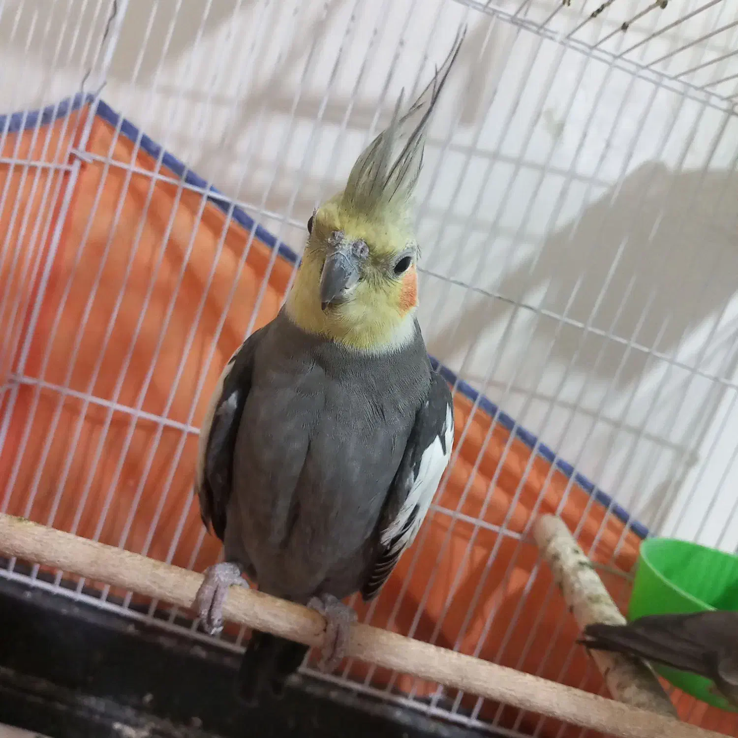 عروس هلندی و طوطی برزیلی|پرنده|همدان, |دیوار