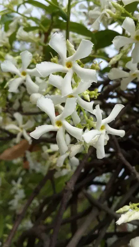 یاس جاسمین|گل و گیاه طبیعی|کرمان, |دیوار