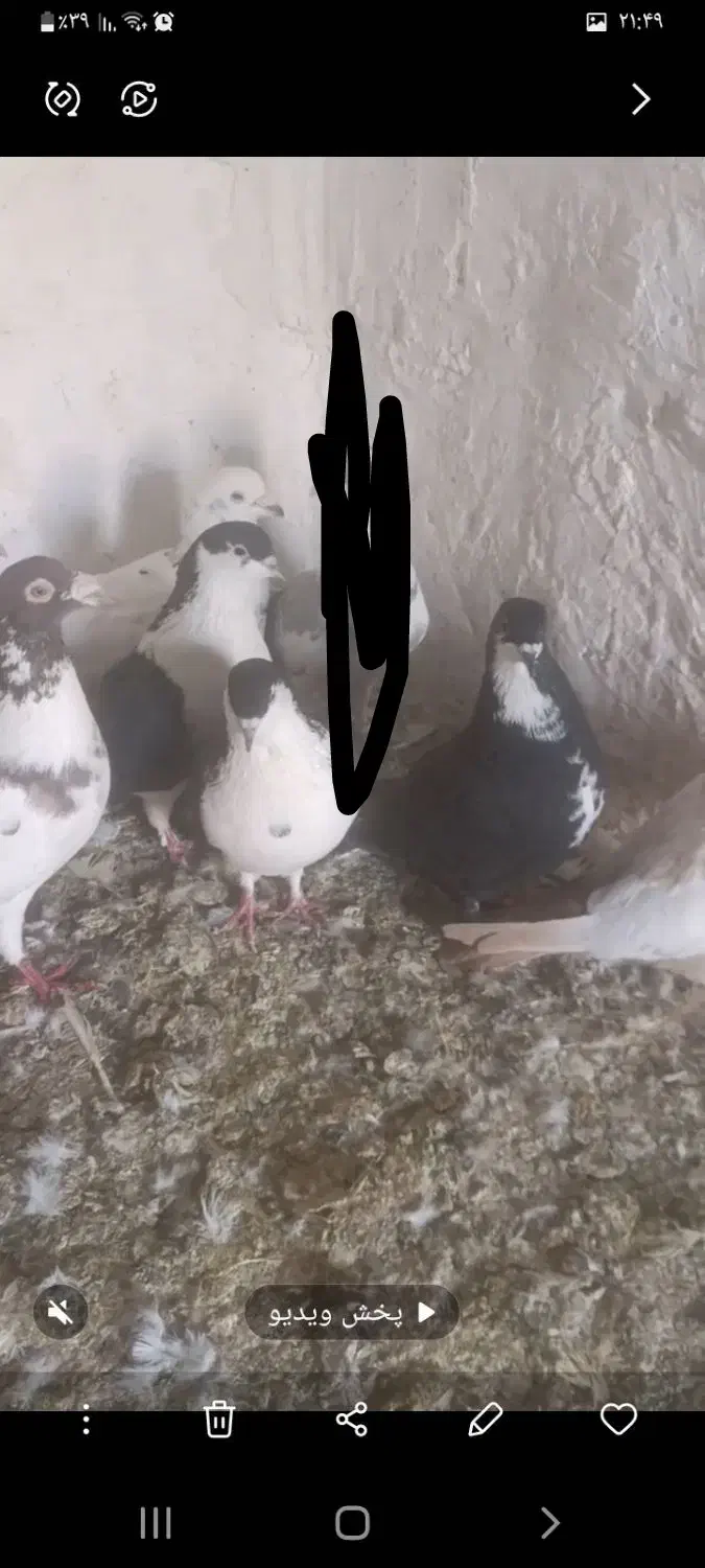 کفتر|پرنده|چناران, |دیوار