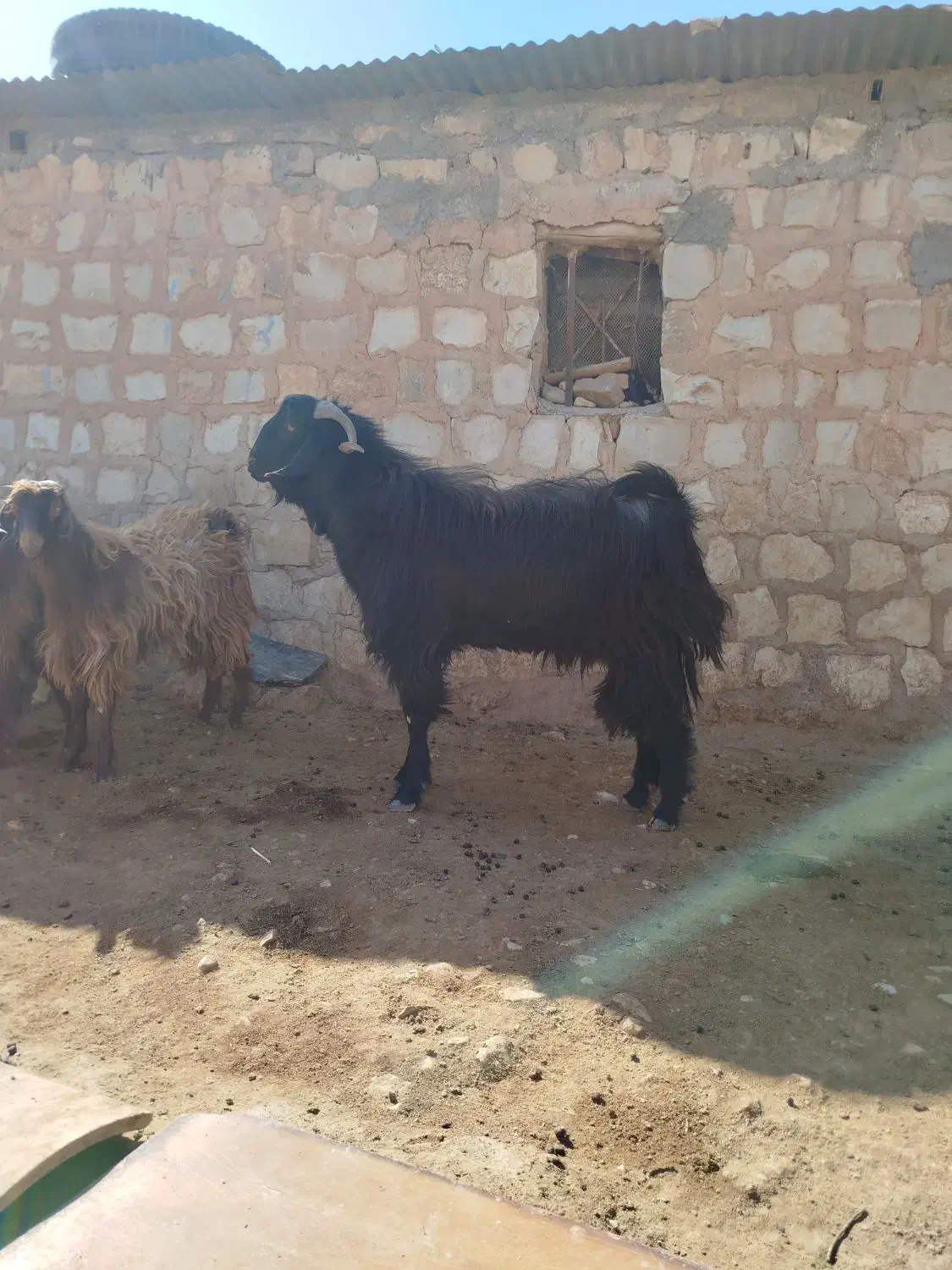 بز نر (ساورین)|حیوانات مزرعه|گیلان غرب, |دیوار