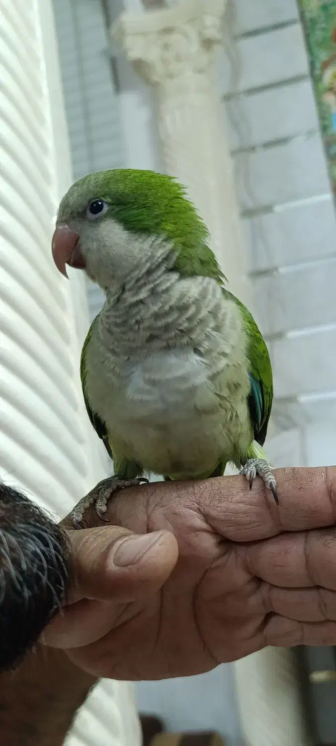 طوطی راهب سخنگو هست میگه بدوبیا بوس بده|حیوانات|یزد, |دیوار