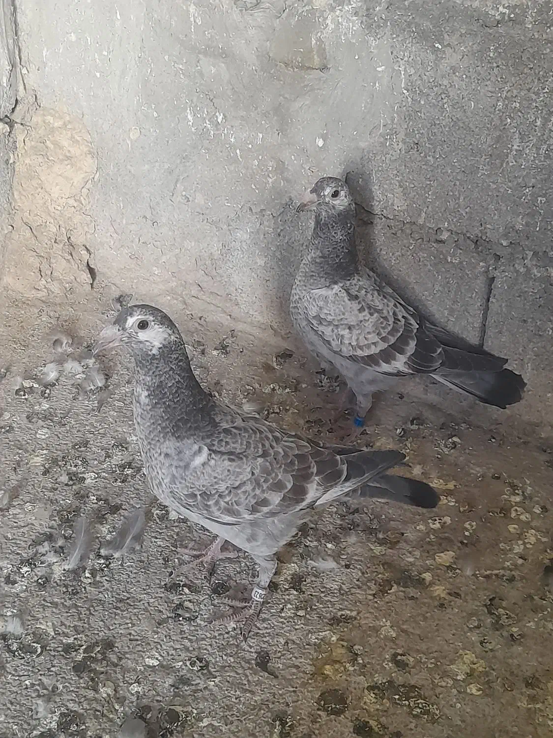 کبوتر جوجه|پرنده|طرقبه, |دیوار