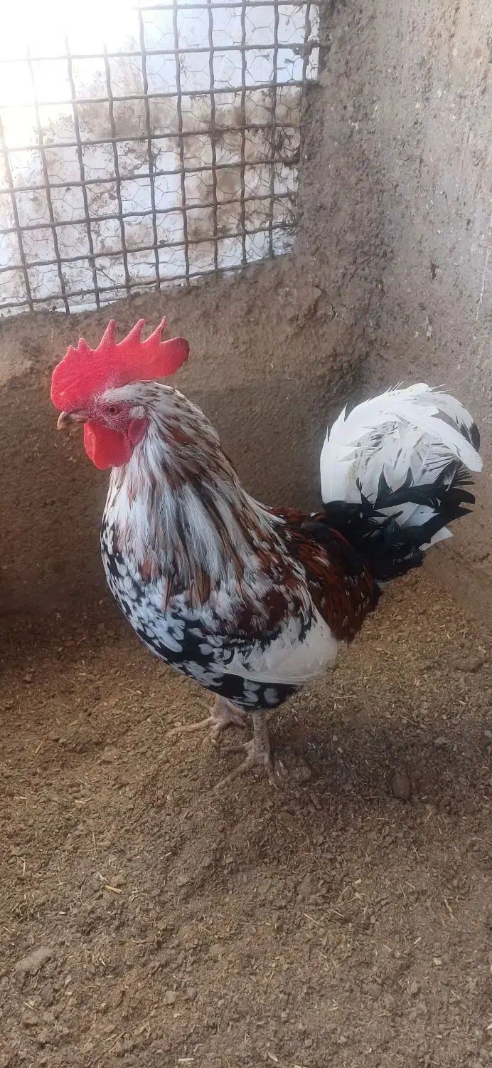 خروس گلین|حیوانات مزرعه|احمدآبادمستوفی, |دیوار