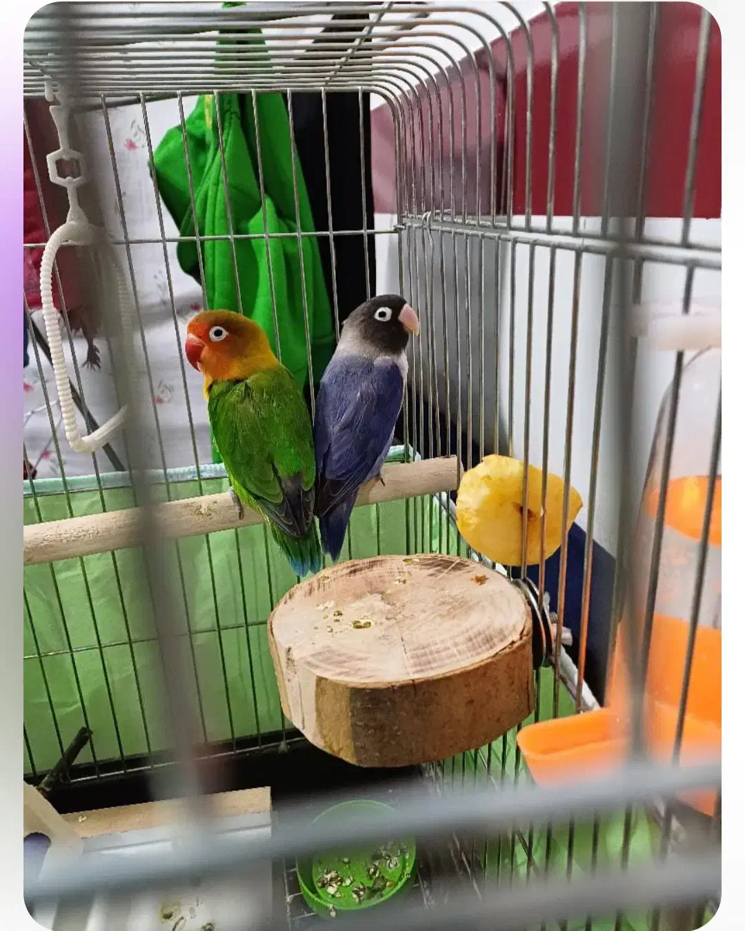 طوطی برزیلی|پرنده|بوئین زهرا, |دیوار