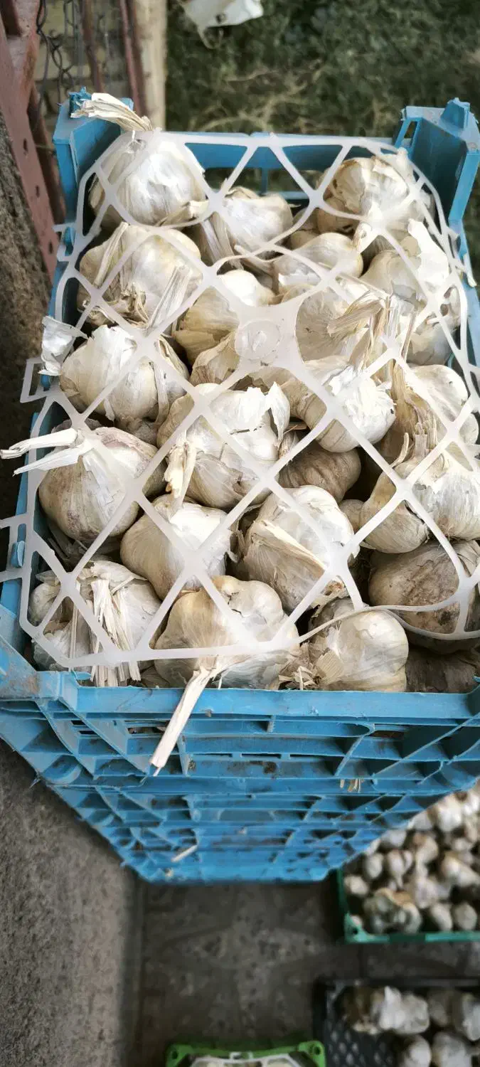 سیر درجه یک همدان به قیمت عمده|خوردنی و آشامیدنی|اسلام‌شهر, شهرک محمدیه|دیوار