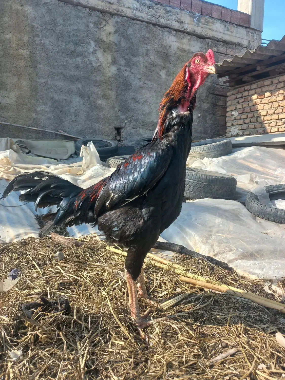 تخم لاری|حیوانات مزرعه|خان ببین, |دیوار