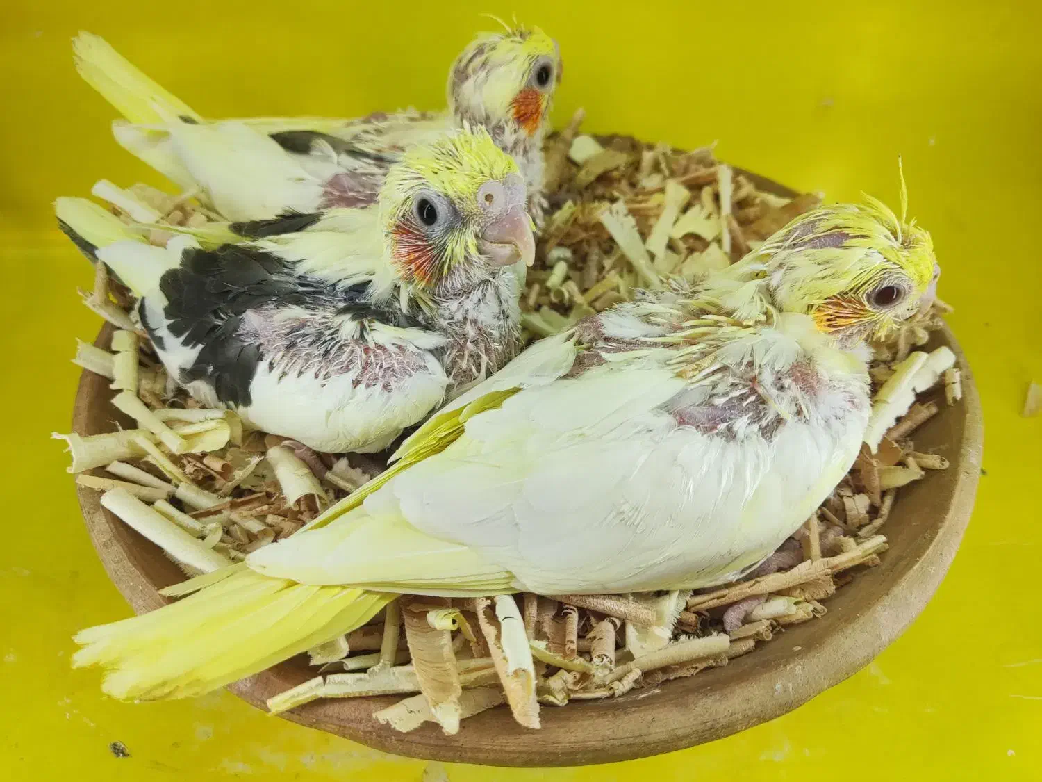 جوجه عروس سرلاکی راهب گرینچیک کوتوله|پرنده|قم, شهرک قدس|دیوار