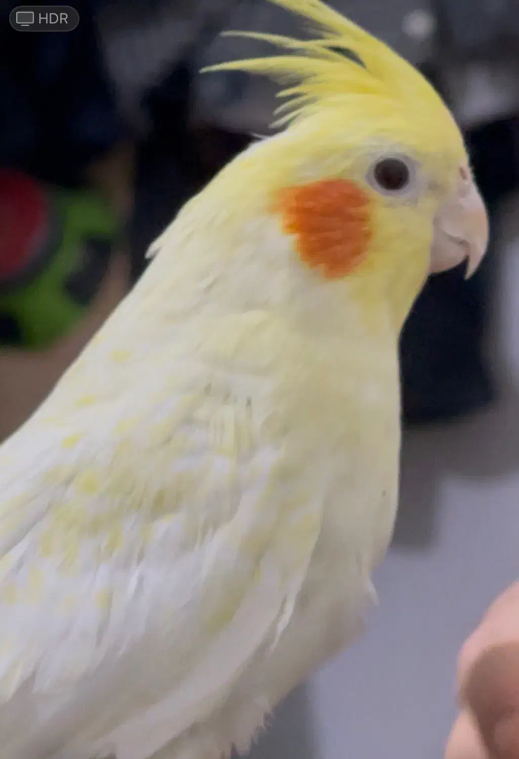 عروس هلندی|پرنده|سبزوار, امیر کبیر|دیوار