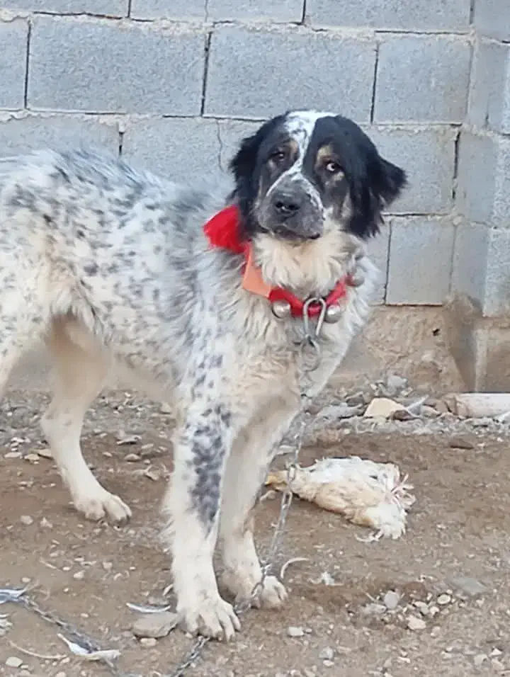 سگ نر گله|سگ|رامشه, |دیوار