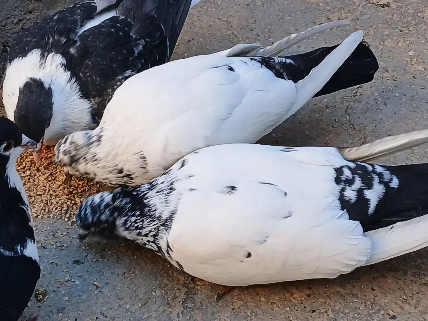 کبوتر|پرنده|شاهرود, |دیوار