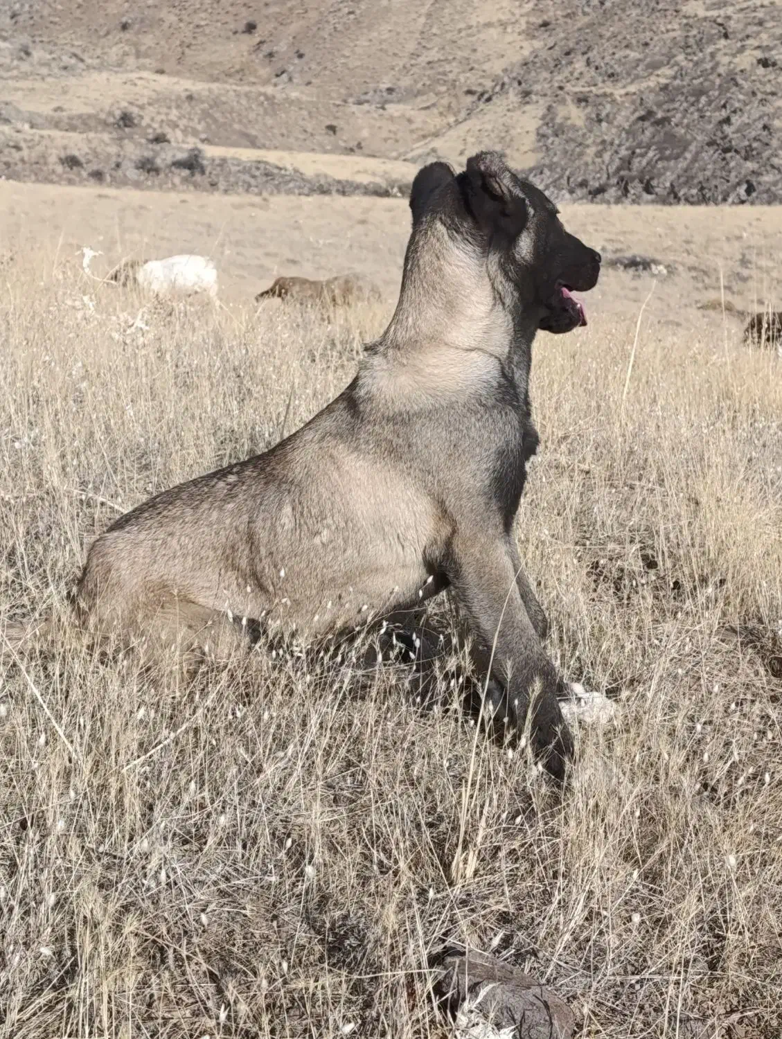 توله اصیل سرابی|سگ|مهربان, |دیوار