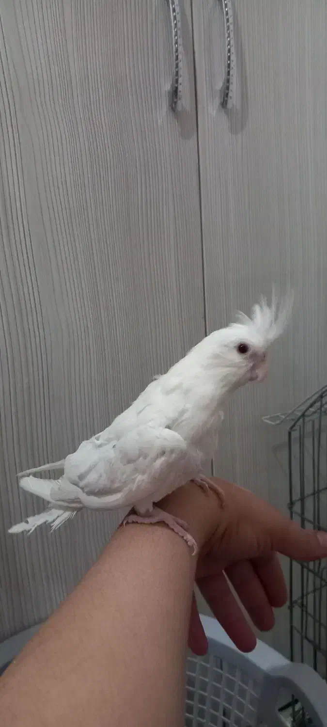 3 عدد جوجه عروس هلندی دستی|پرنده|مشهد, گلشور|دیوار