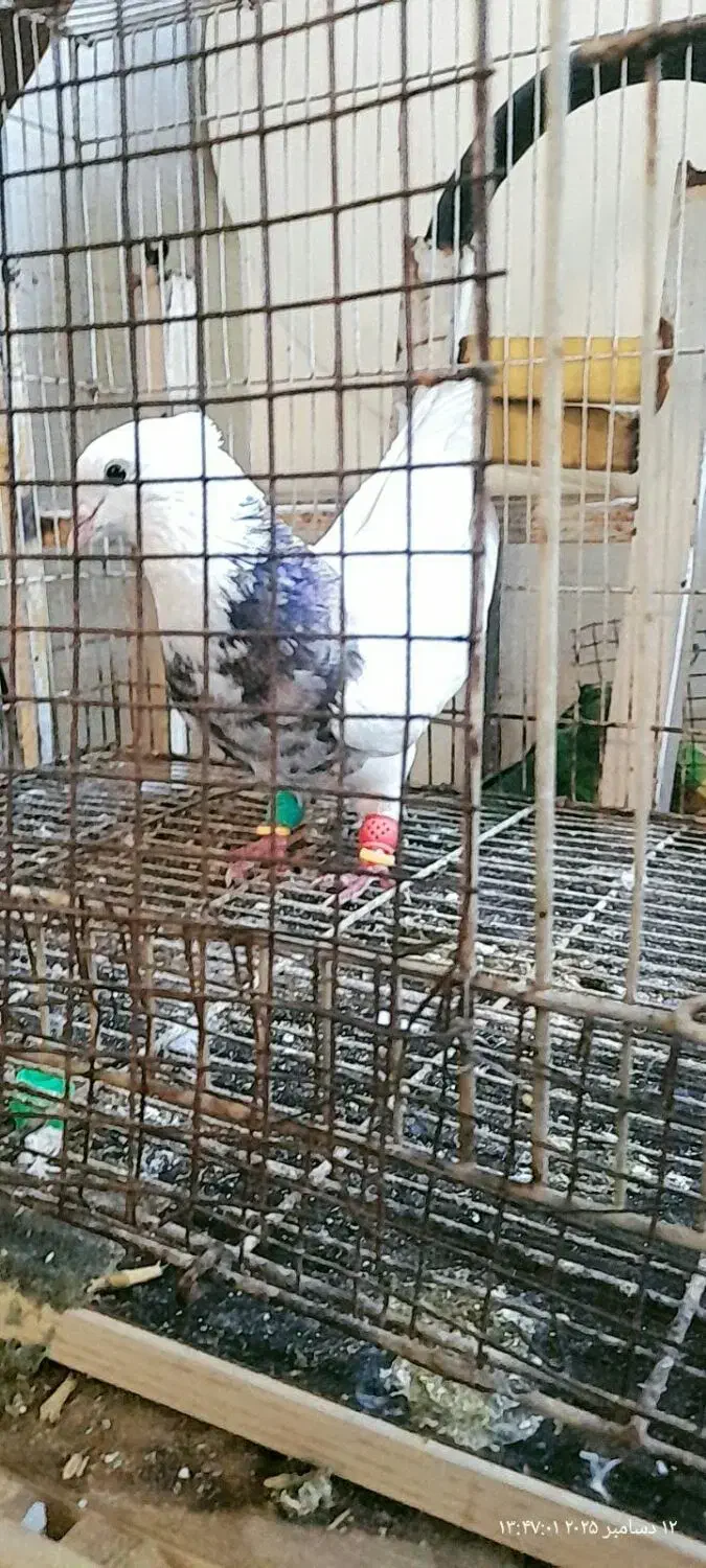 کبوتر طوقی هفت رنگ|پرنده|اهواز, منبع اب|دیوار