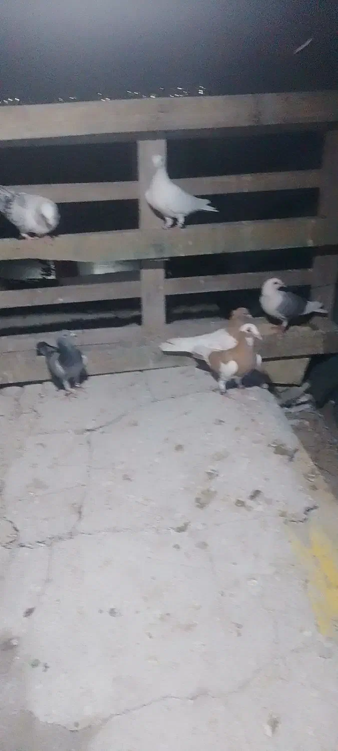 کبوتر|پرنده|چابهار, |دیوار