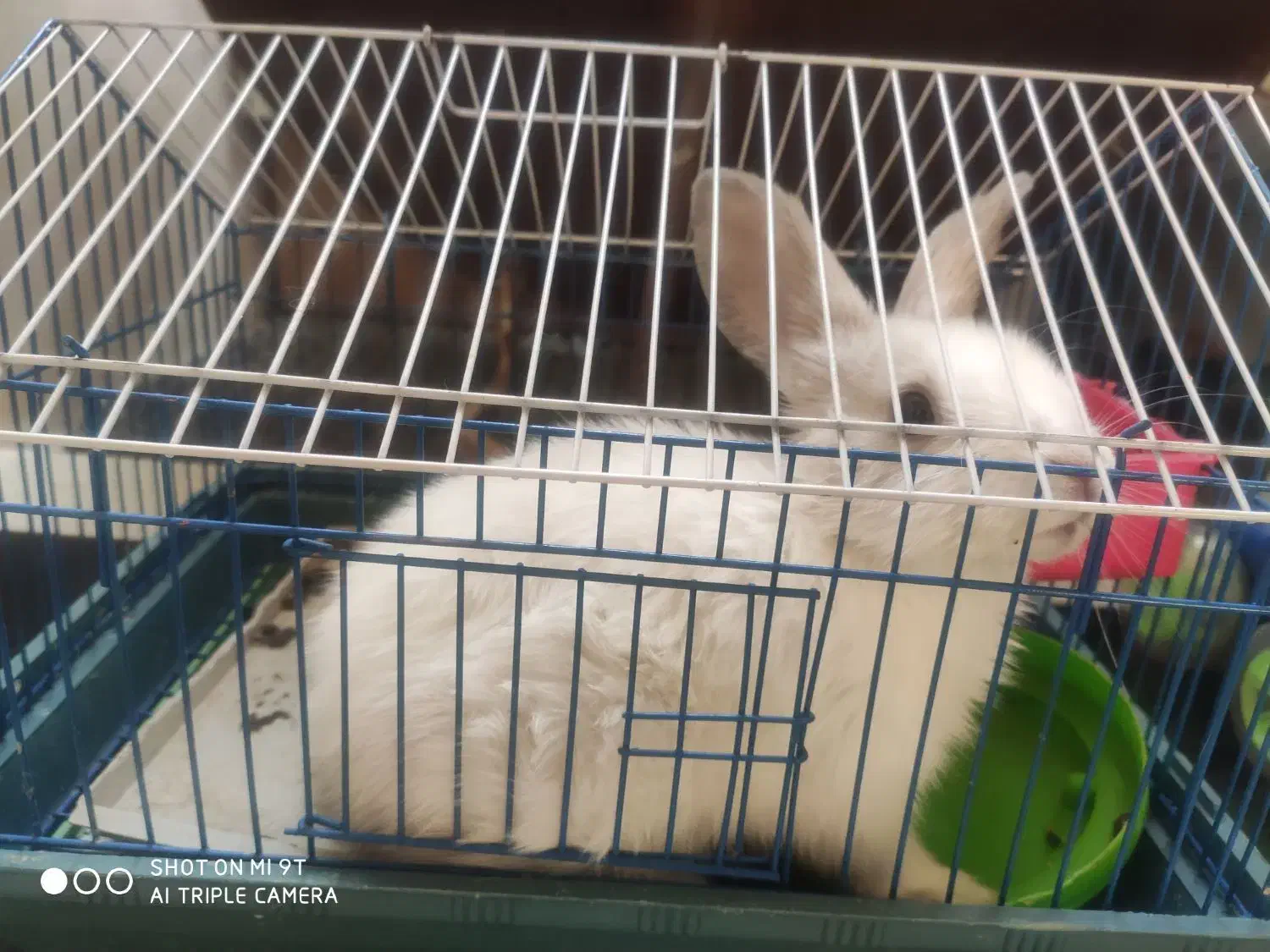 خرگوش لوپ نژاد خارجی|موش و خرگوش|شیراز, پشم شیشه|دیوار