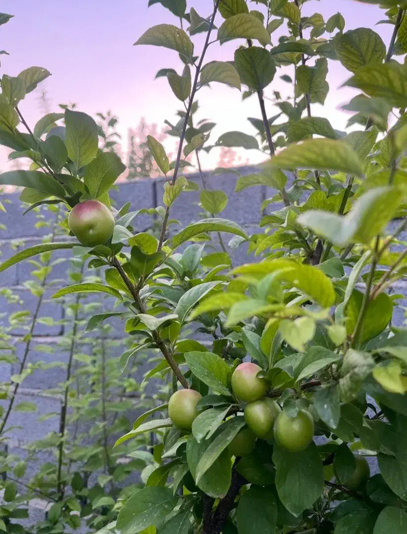 باغ شهری روستای جونجان مرودشت|فروش زمین و ملک کلنگی|مرودشت, ده بید|دیوار