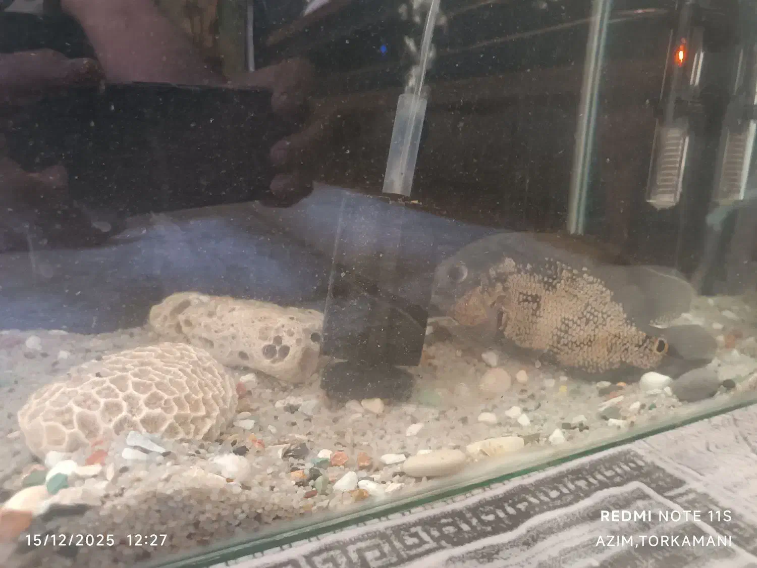 اکواریوم ماهی اسکار بزرگ|ماهی|بندرعباس, |دیوار