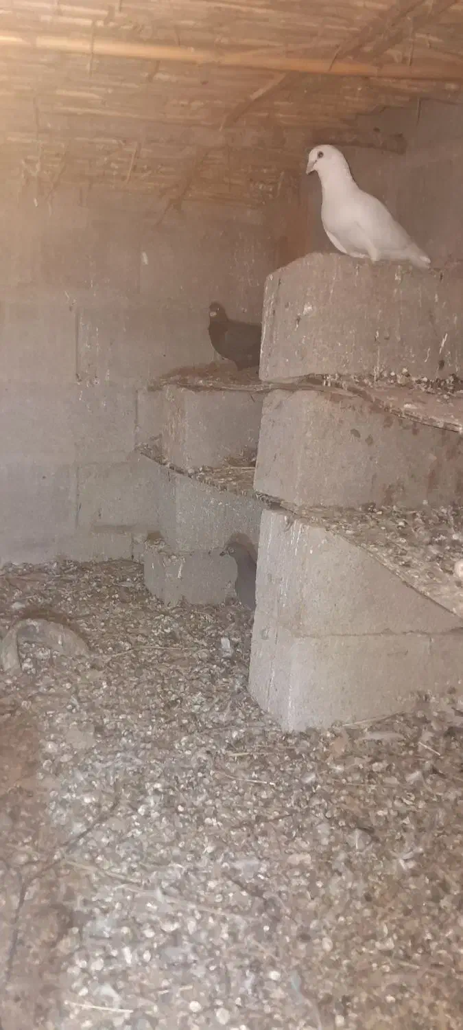 کبوترآلمانی|پرنده|گنبد کاووس, |دیوار