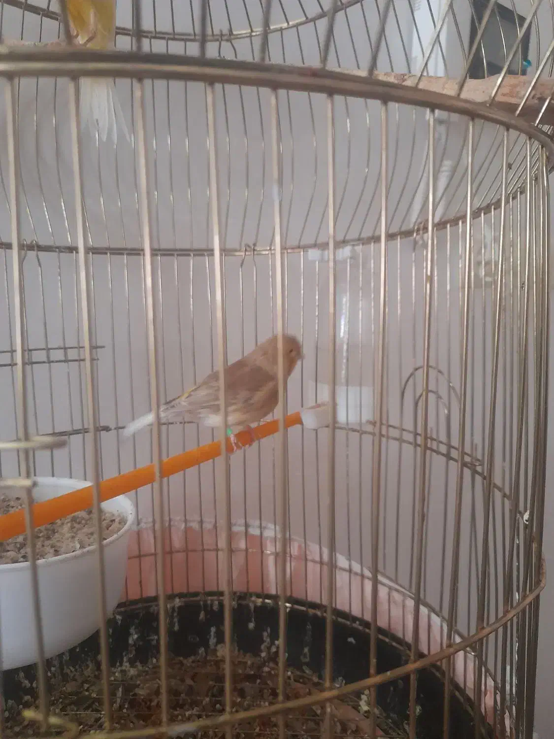 قناری  گلاستر|پرنده|خوی, |دیوار