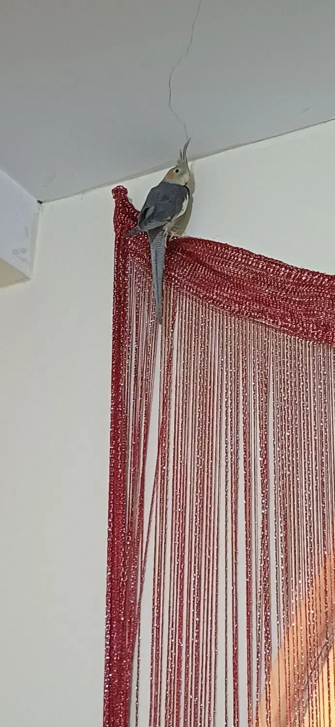 طوطی عروس هلندی|پرنده|بومهن, |دیوار