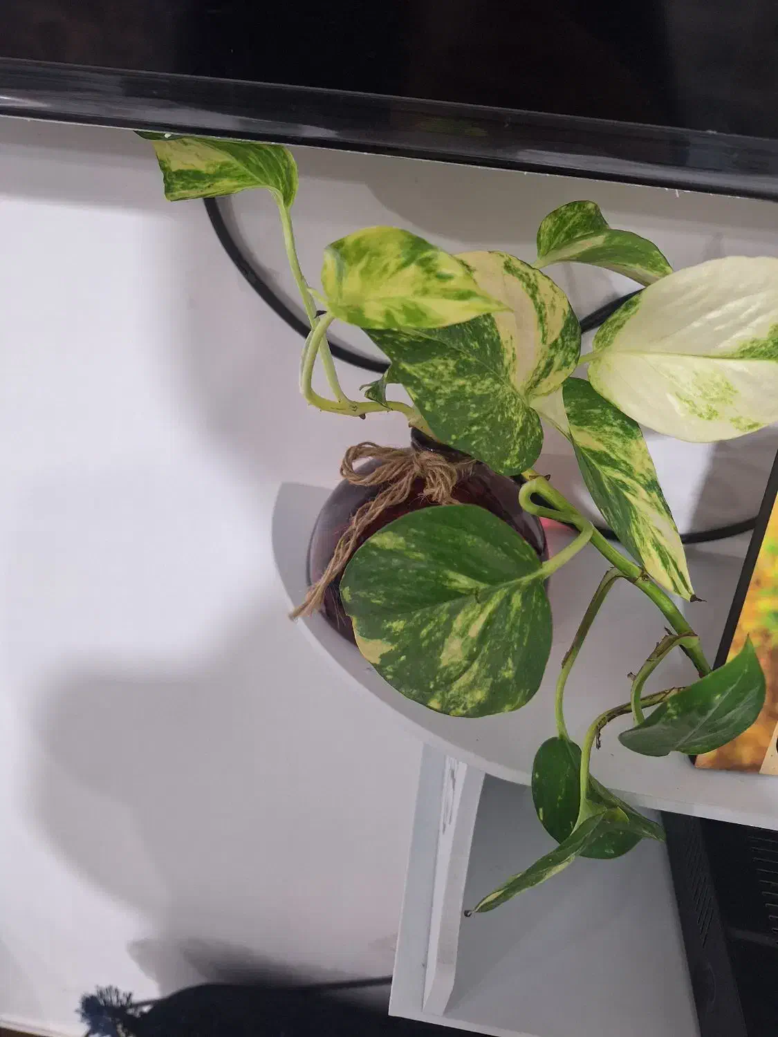 سبز پتوس و زعفرانی|گل و گیاه طبیعی|برازجان, |دیوار