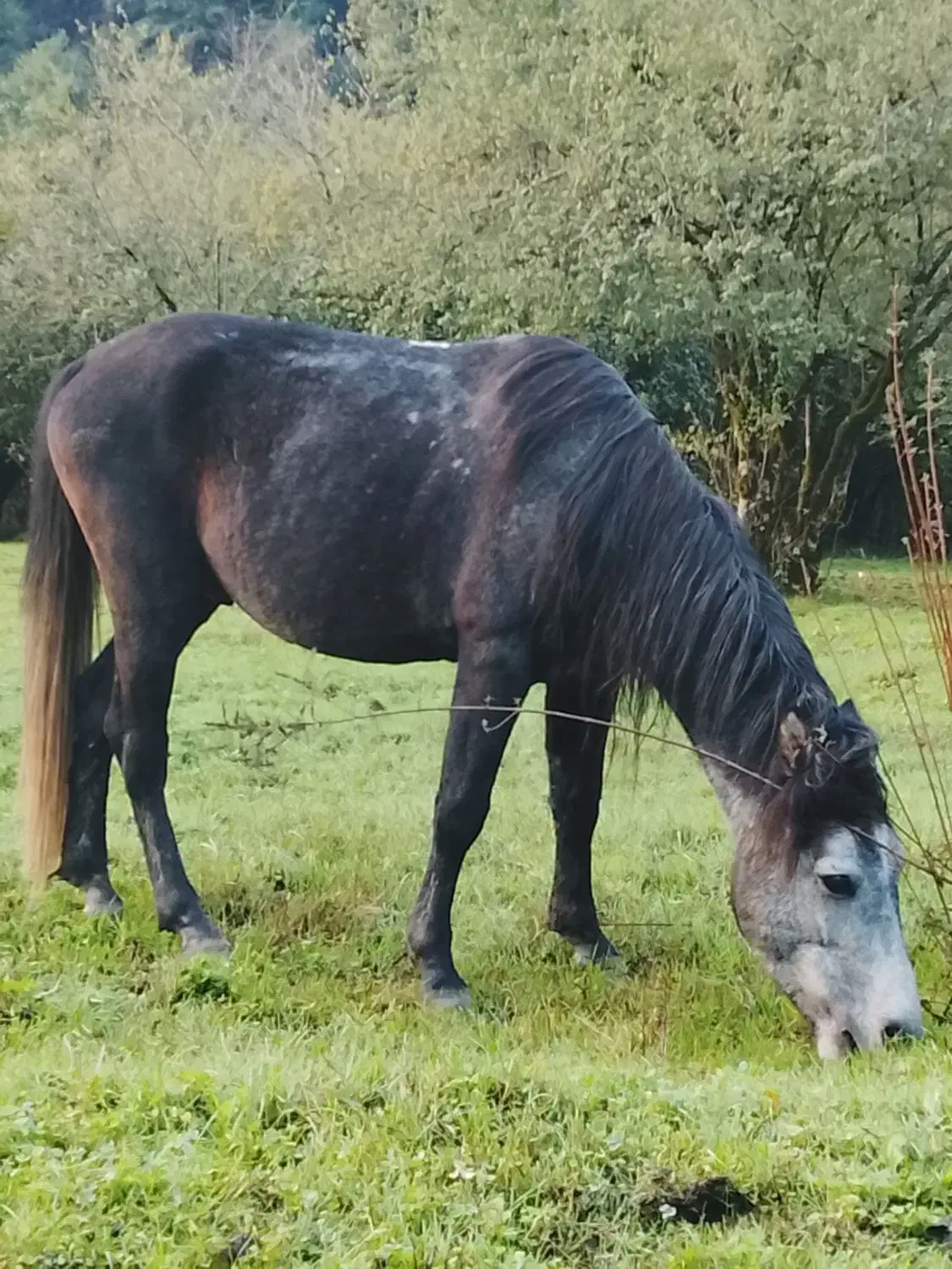 نریان نیلی|اسب و تجهیزات اسبسواری|حویق, |دیوار