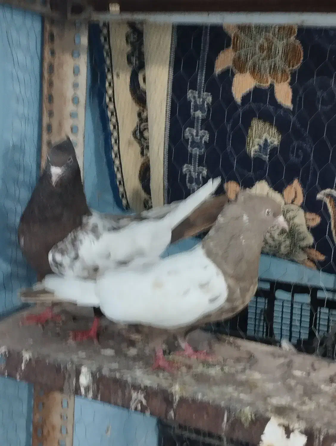 سلام|حراج|شادگان, |دیوار