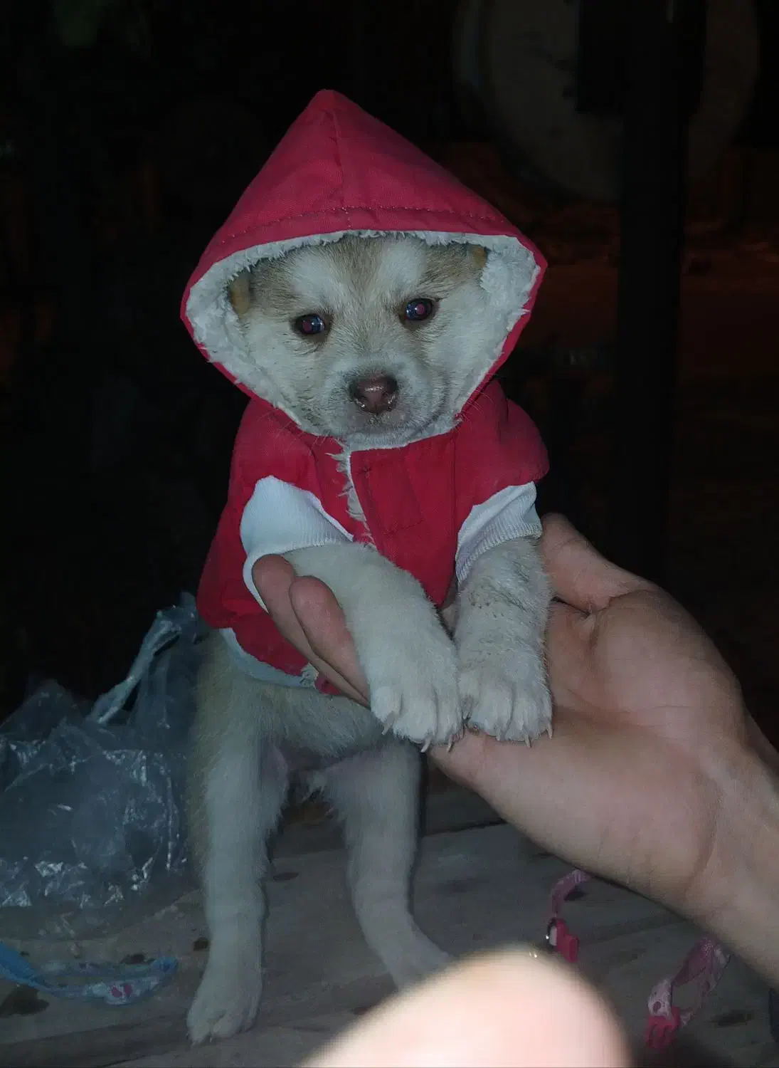 سگ فروشی|سگ|ری, ظهیرآباد|دیوار