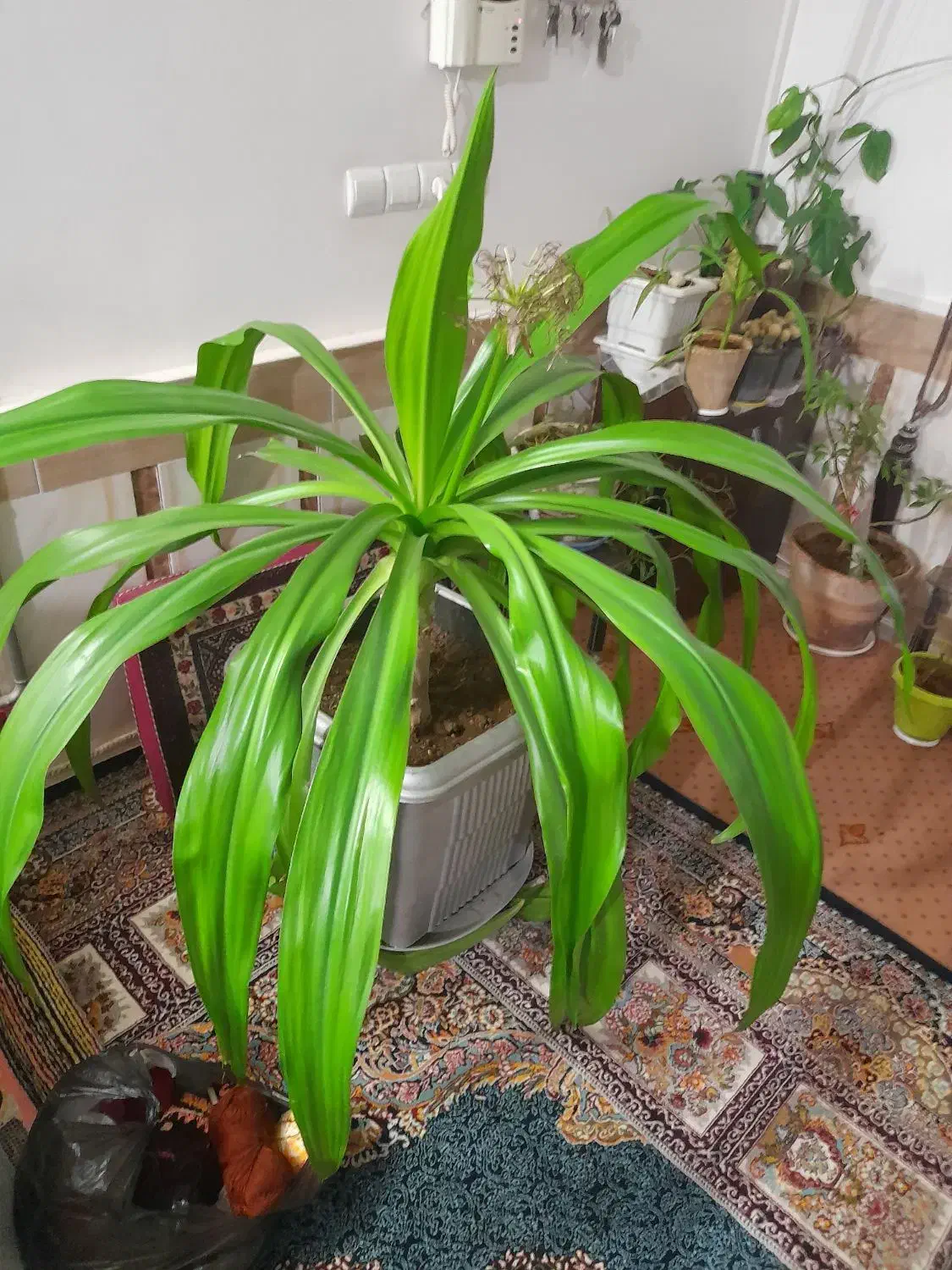 گل فروشی|گل و گیاه طبیعی|تربت‌حیدریه, فرمانداری|دیوار