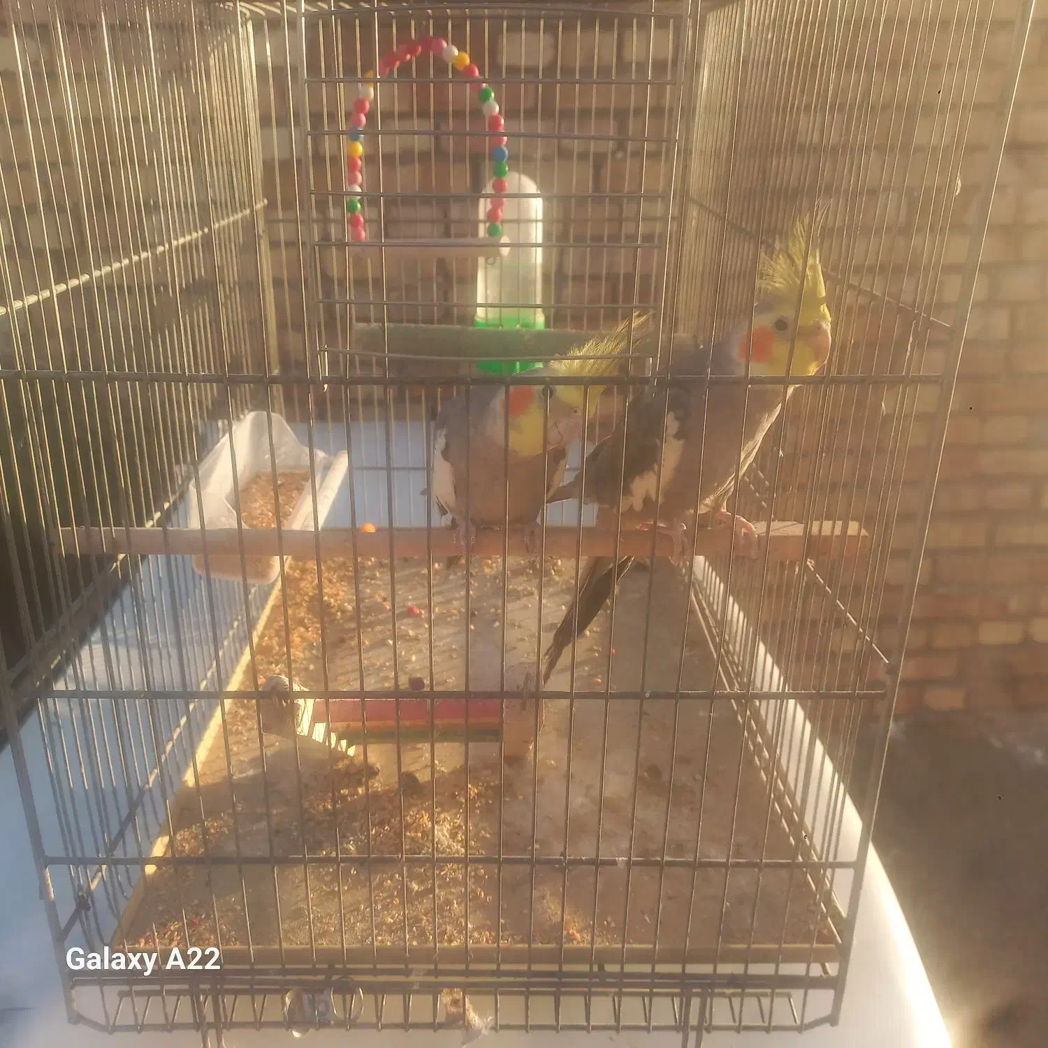 یک جفت عروس هلندی نیمه اهلی|پرنده|مرند, |دیوار