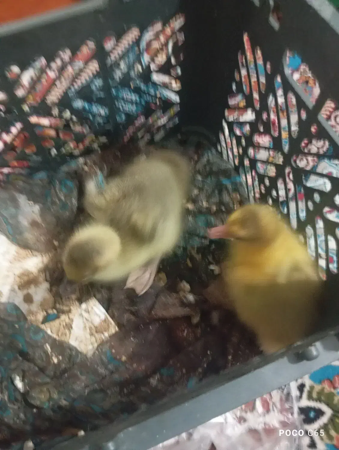 جوجه غاز|حیوانات مزرعه|زهک, |دیوار