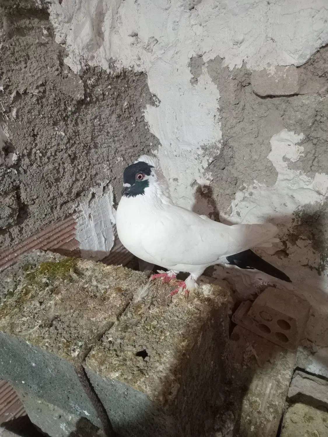 فروش کبوتر طوقی وپرستویی|پرنده|نکا, |دیوار