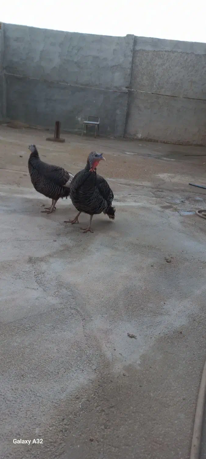 بقلمون|حیوانات مزرعه|بندر ماهشهر, |دیوار